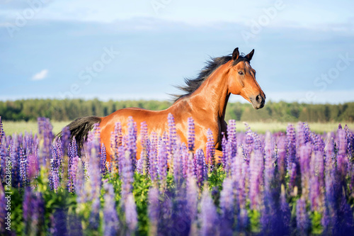 Fototapeta Naklejka Na Ścianę i Meble -  Arabian horse running among lupine flowers.