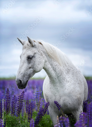 Fototapeta Naklejka Na Ścianę i Meble -  Portait of an Arabian horse among lupine flowers.