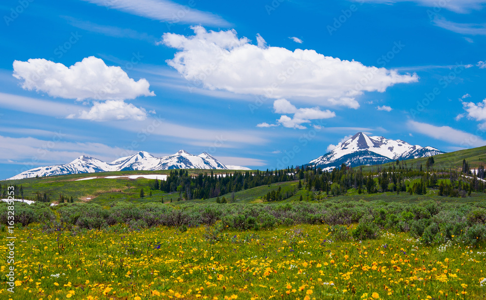 Spring meadow with mountains in Yellowstone National Park