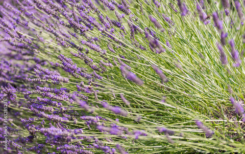 Anbau von Lavendel als Heilpflanze