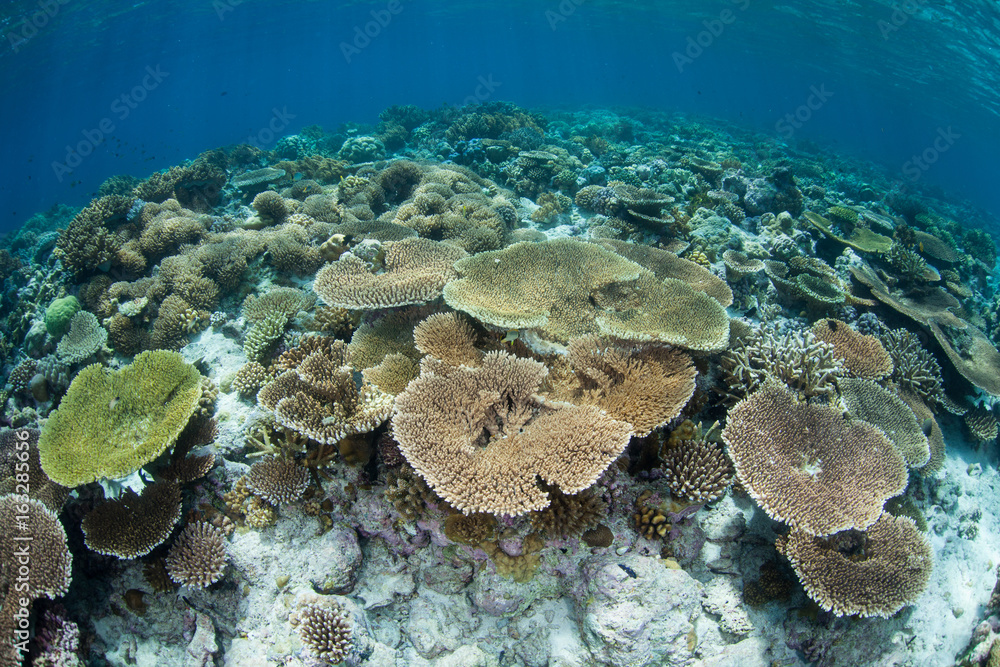Beautiful Coral Reef in Wakatobi National Park Beautiful Coral Reef in Wakatobi National Park