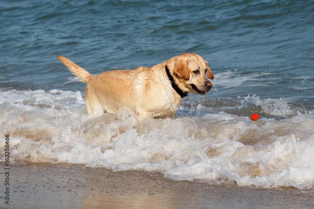 Golden Retriever dog playing and having fun in the sea
