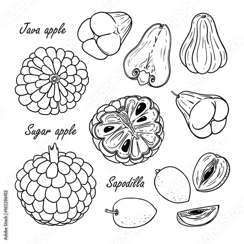 Set of vector tropical fruits: java apple, sugar apple, sapodilla. Hand drawn collection for design, isolated on white. Black lines sketch