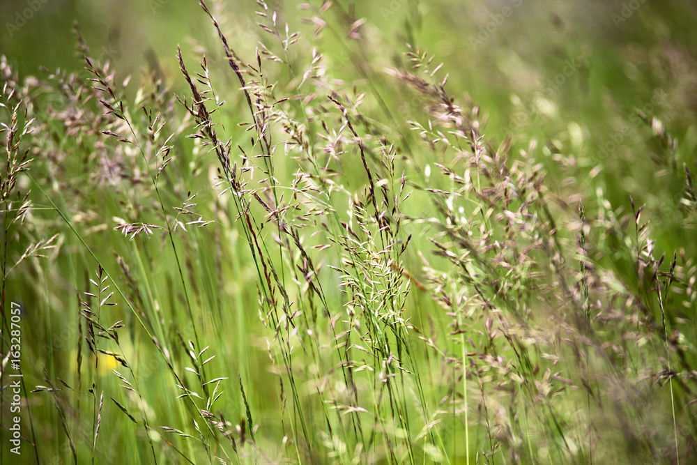 Wild green summer meadow close up