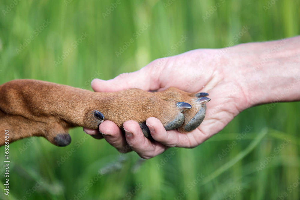 Dog paw and human hand are doing handshake on nature, friendship Dog paw and human hand are doing handshake on nature, friendship