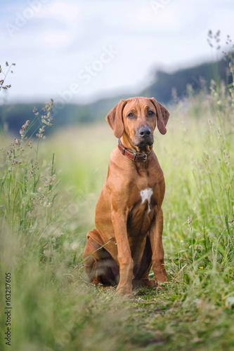 Portrait of a sitting rhodesian ridgeback dog.