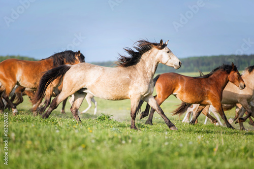 Herd of running horses. © Osetrik