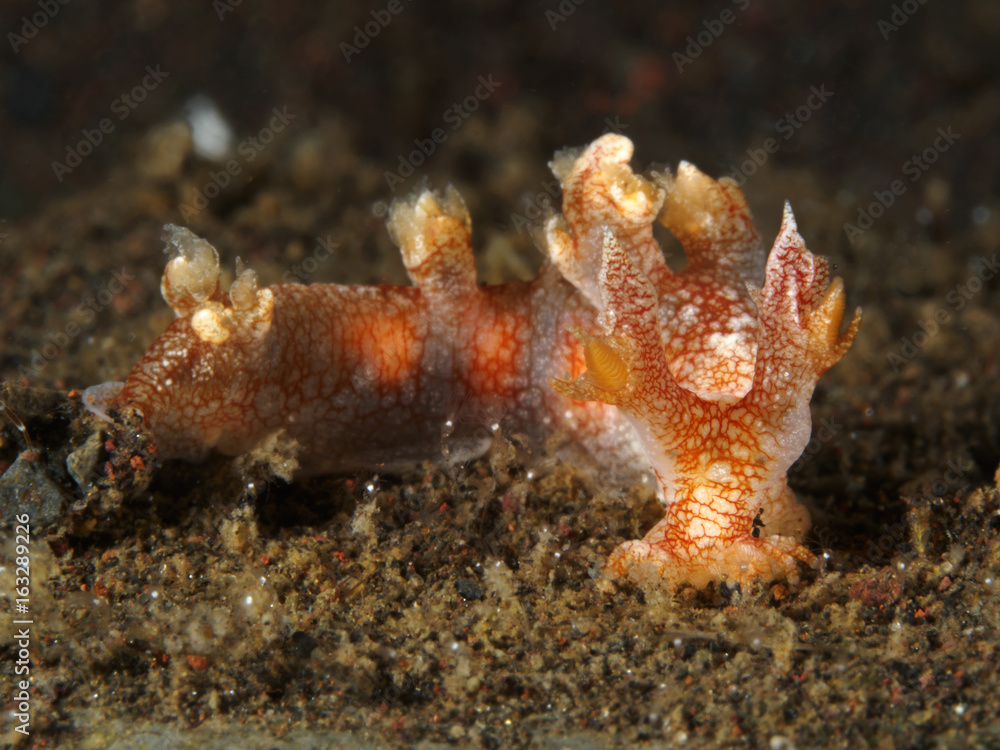 Nudibranch Bornella stellifer