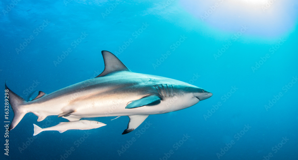 Blacktip Shark Blacktip Shark