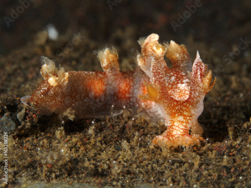 Nudibranch Bornella stellifer