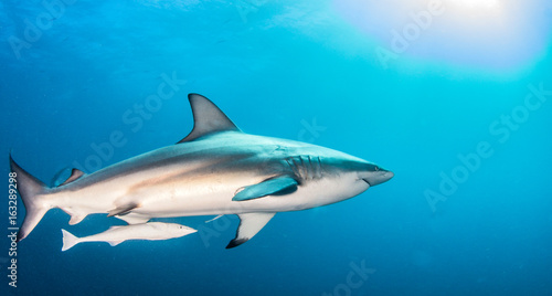 Blacktip Shark © Michael Bogner