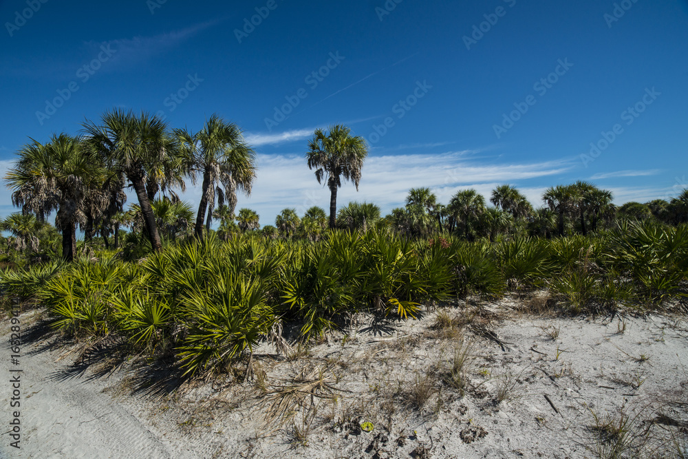 natural vegetation on the beach palm trees and plants natural vegetation on the beach palm trees and plants