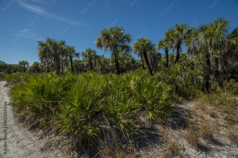 natural vegetation on the beach palm trees and plants natural vegetation on the beach palm trees and plants
