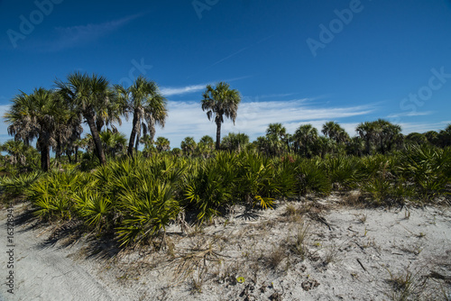natural vegetation on the beach palm trees and plants