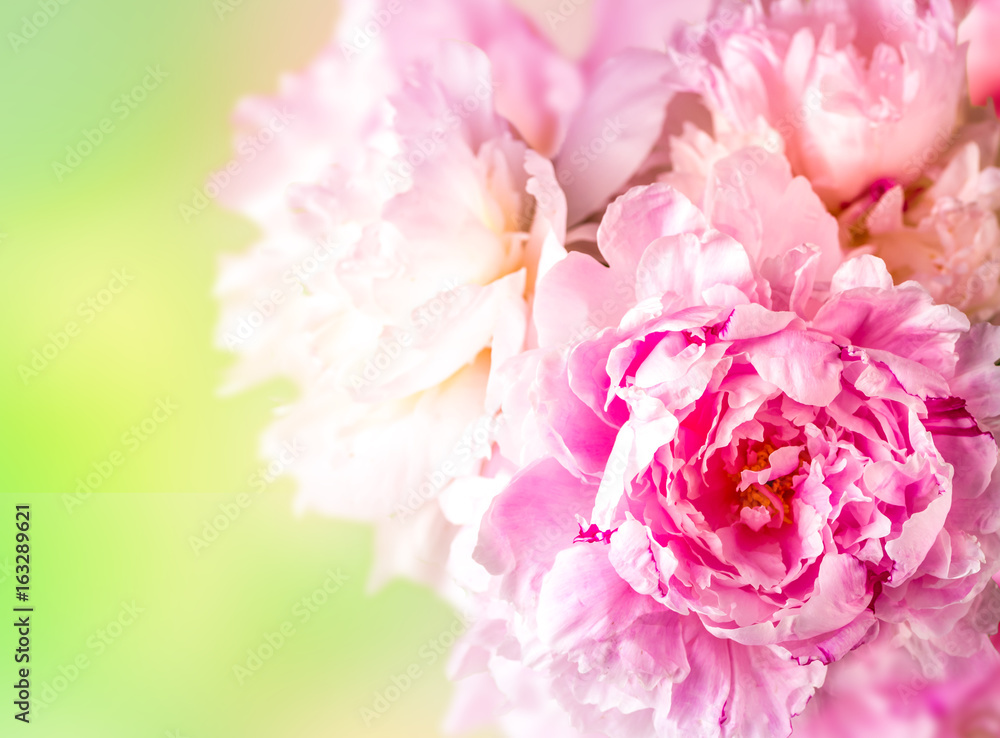 Peonies flowers bunch over blurred background. Beautiful pink peonies flower Easter border design closeup. Copy space for your text.