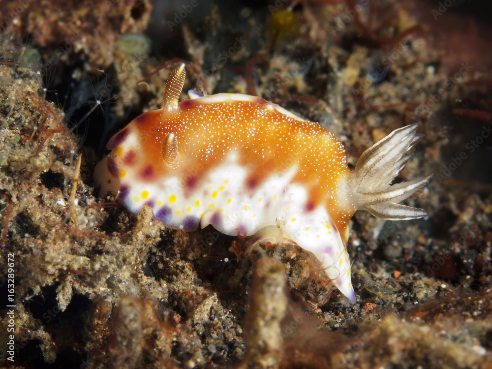 Nudibranch Chromodoris collingwoodi Nudibranch Chromodoris collingwoodi