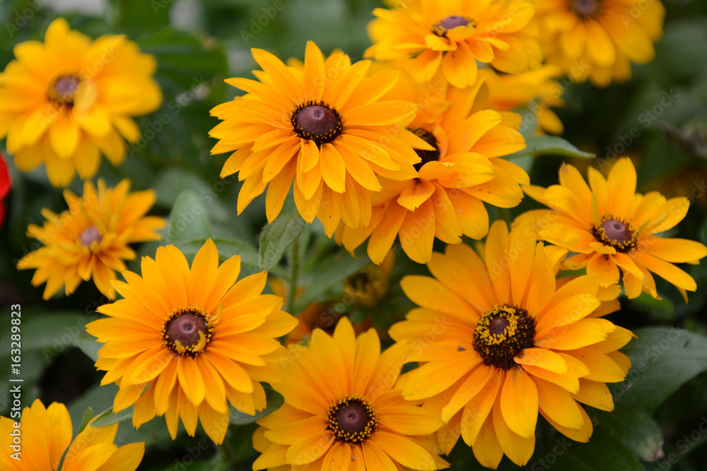 flowers in group flowers in group