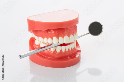 Dental model of the jaw