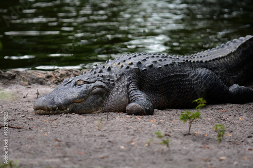 aligators in swamp water