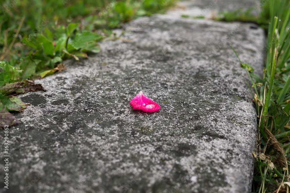 Rose petal with rain drops on the road. Slovakia