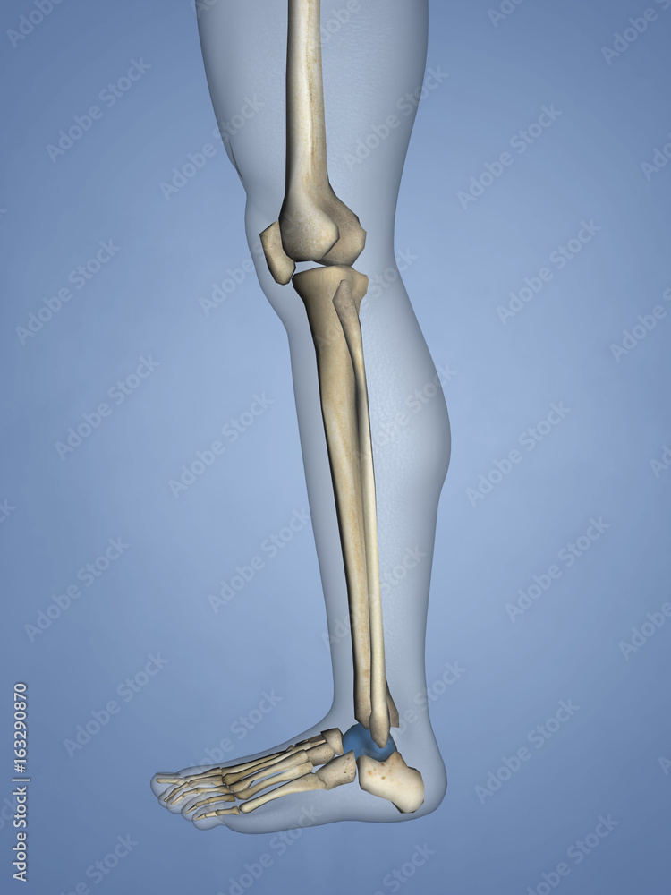 Talus Bone, 3D Model Talus Bone, 3D Model