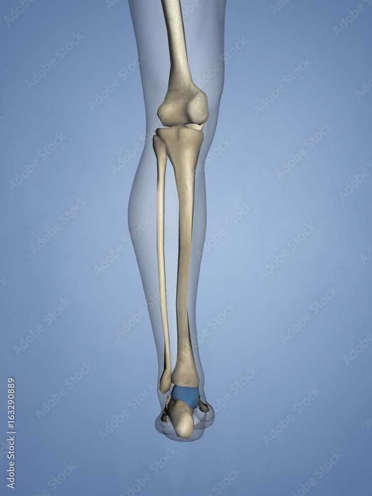 Talus Bone, 3D Model Talus Bone, 3D Model