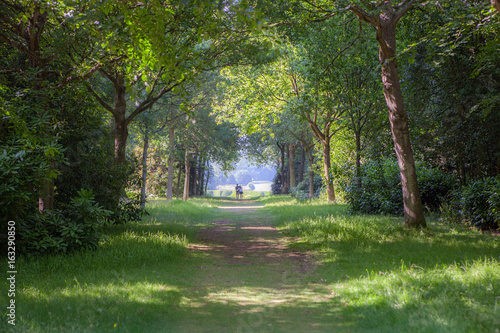 Lover's Lane. Romantic countryside forest walk on a summer's day.