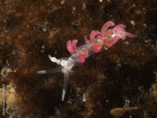 Nudibranch Favorinus japonicus © dynamofoto