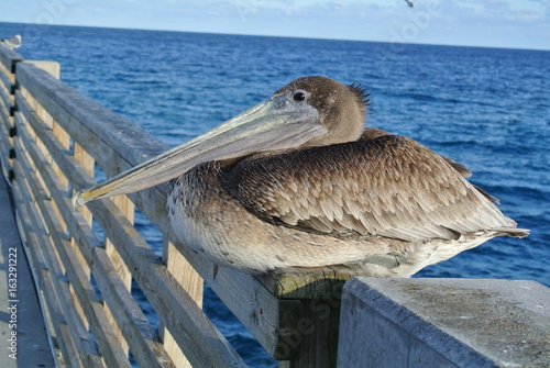 the relaxing pelican