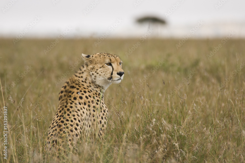 Fototapeta premium Cheetah