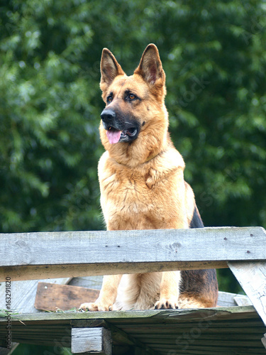 shepherd guard territory. dog looks from above photo