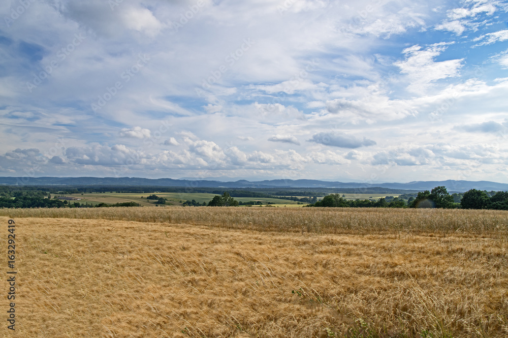 Zboże rosnące w polu. Zboże rosnące w polu.