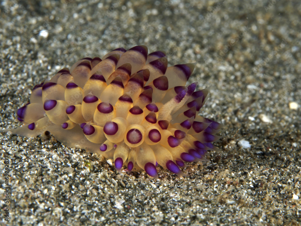 Fototapeta premium Nudibranch Janolus sp.
