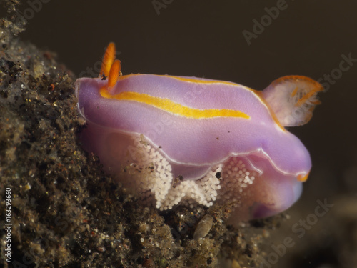 Nudibranch Pectenodoris trilineata