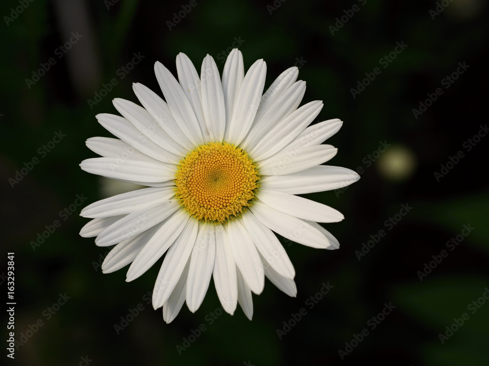Closeup Chamomile flower on dark background, macro daisy flower ready to isolate Closeup Chamomile flower on dark background, macro daisy flower ready to isolate