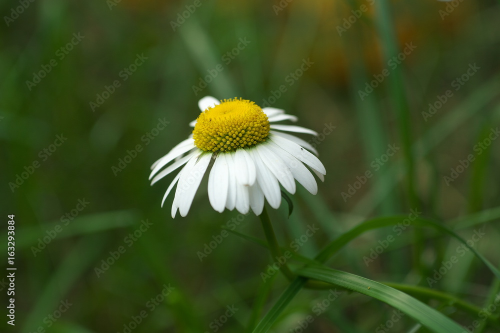 closeup chamomile daisy flower in green grass closeup chamomile daisy flower in green grass