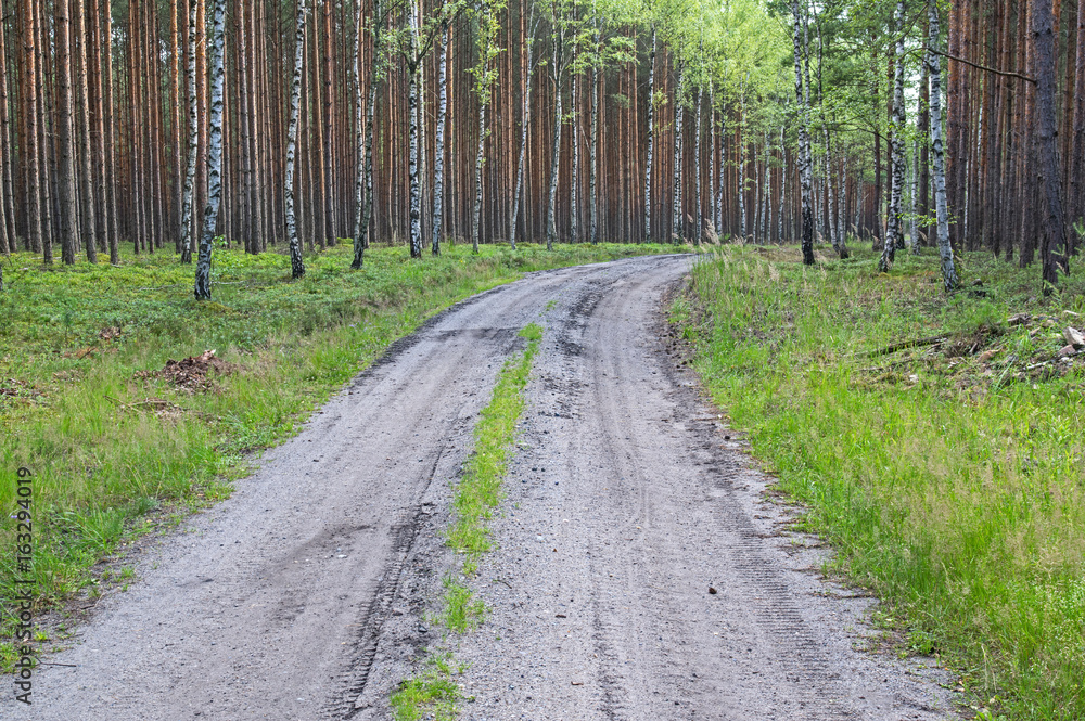 Fototapeta premium Leśna droga.