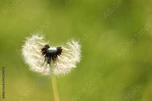 Fototapeta Naklejka Na Ścianę i Meble -  Pusteblume