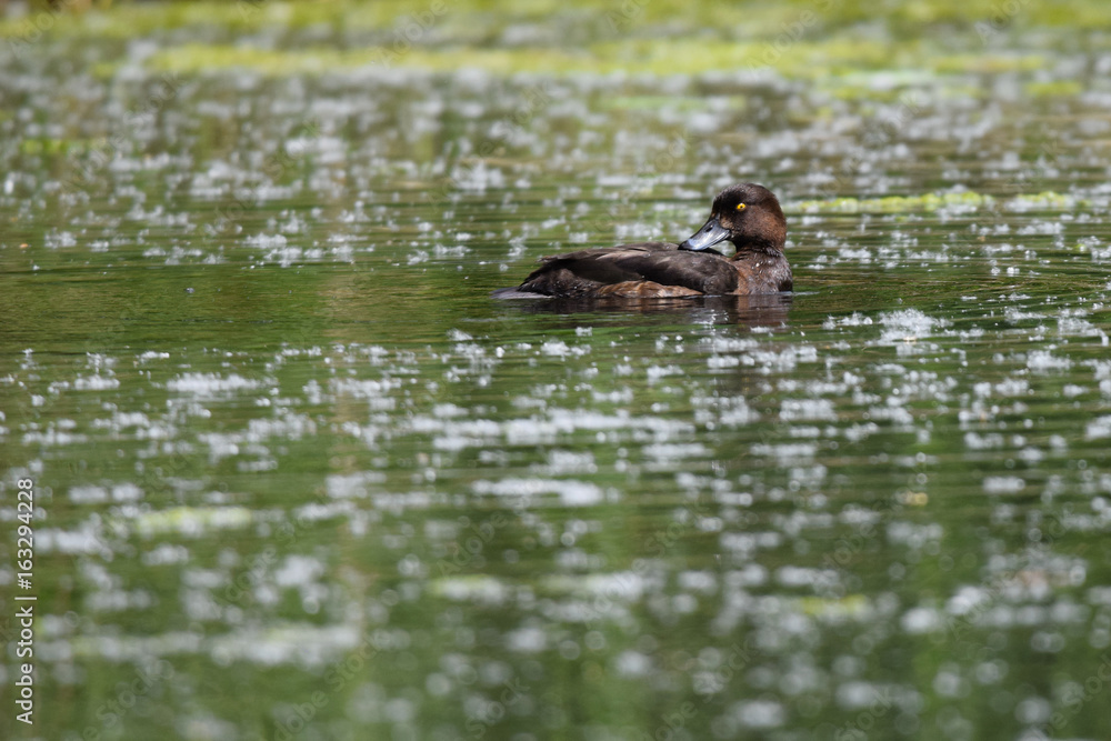 Female tufted duck preening whilst floating on a summer lake Female tufted duck preening whilst floating on a summer lake