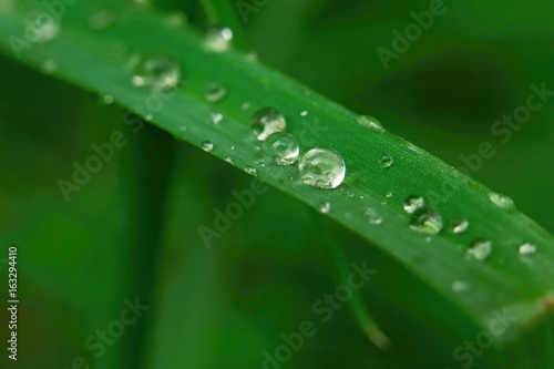 closeup macro photo Fresh green grass with drops of water mornig dew