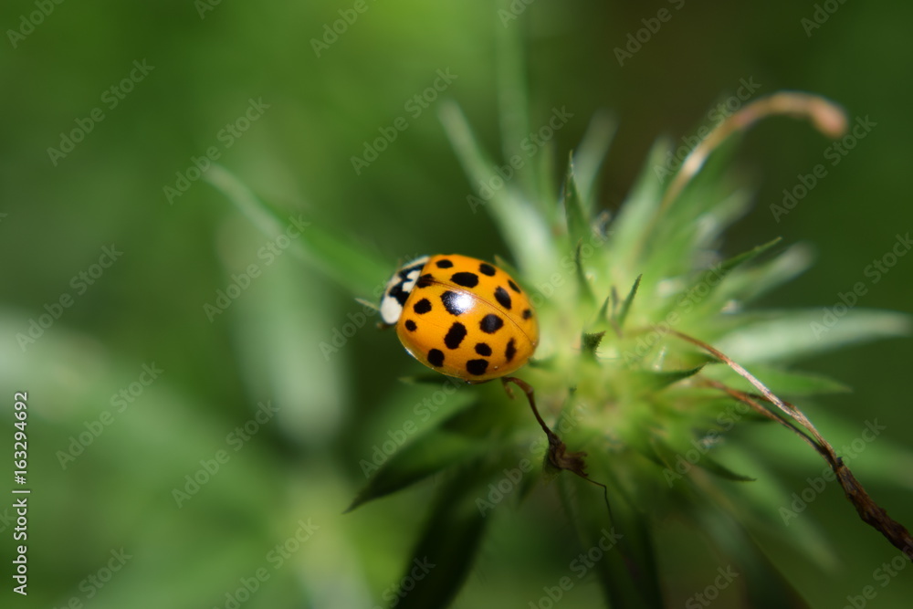 Obraz premium Marienkäfer