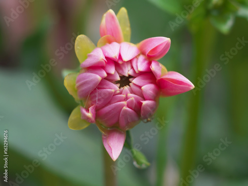Pink Dahlia flower bud macro photo in summer garden