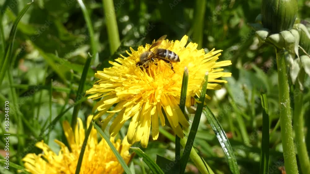 Honey Bee Collecting Nectar on Dandelion Honey Bee Collecting Nectar on Dandelion