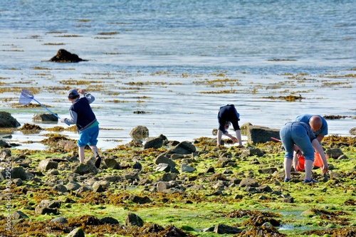 Des enfants cherchent des crabes et crevettes avec leurs grands-parents dans les rochers en Bretagne photo