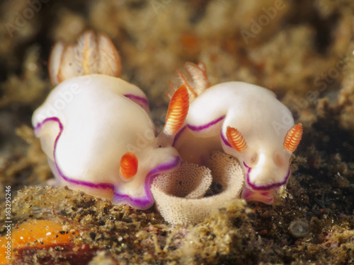 Nudibranch Thorunna horologia photo