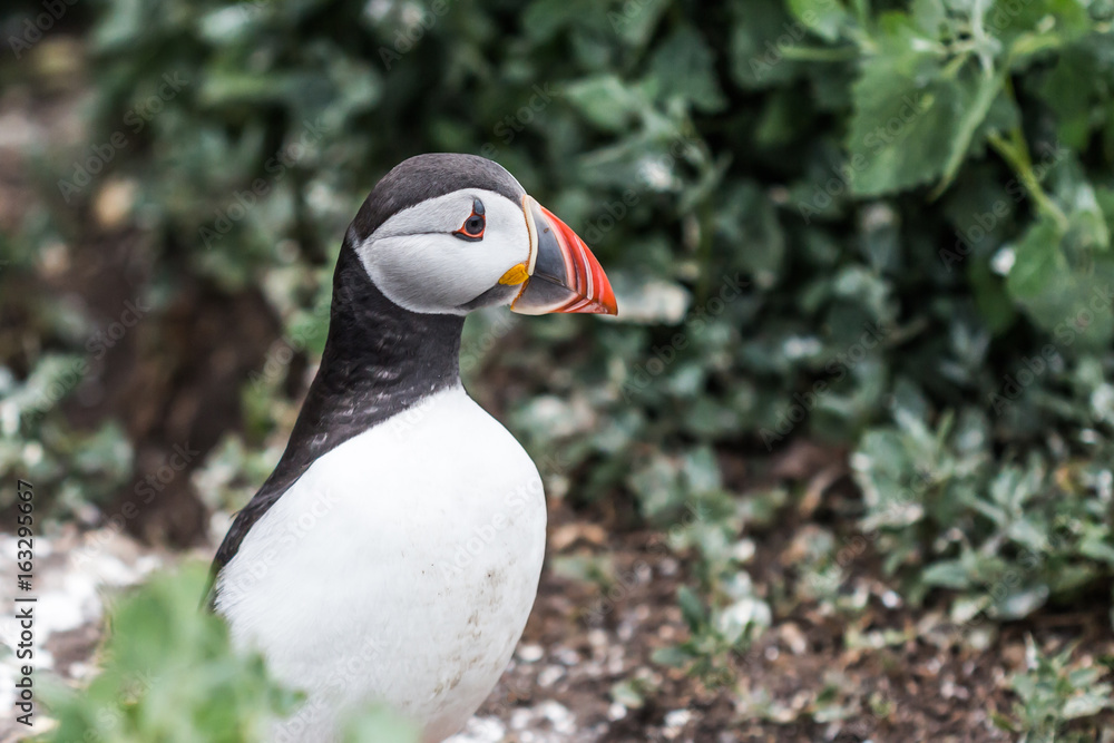 Naklejka premium Farne Islands