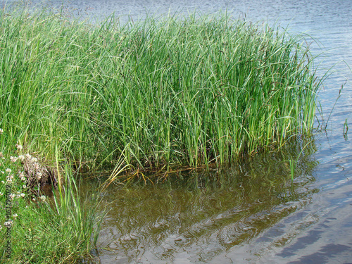 Grass on the shore of the pond