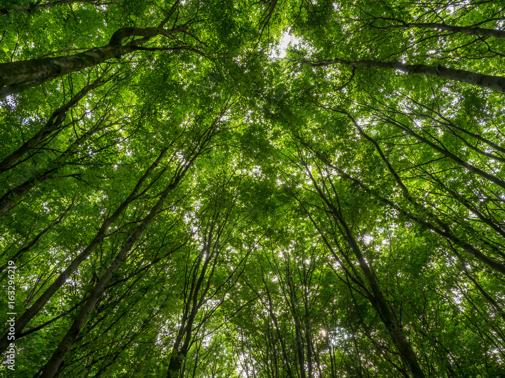 treetops with fresh green leaves in the beechwood forest treetops with fresh green leaves in the beechwood forest