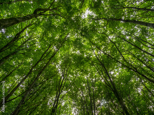 treetops with fresh green leaves in the beechwood forest