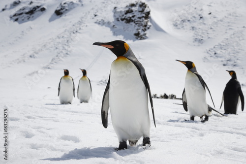 King penguins stand in fresh snow on South Georgia Island © willtu